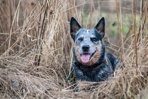Best Dog Food For Blue Heelers 15 Healthy Recipes Reviewed By Budget