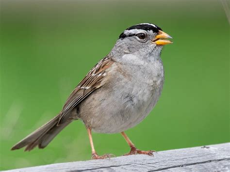 White Crowned Sparrow Celebrate Urban Birds