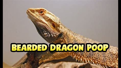 Bearded Dragon Poop Youtube