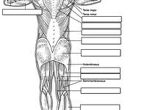 If you know the logic of how a muscle name was derived, it often makes it easier to remember that. 10 best images about Names of muscles on Pinterest | Human anatomy, Muscle and The muscle