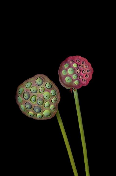 Lotus Seed Pod Photograph By Jim Mckinley Fine Art America