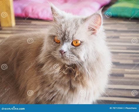 Persian Grey Cat With Orange Eyes L Stock Photo Image Of Lovable