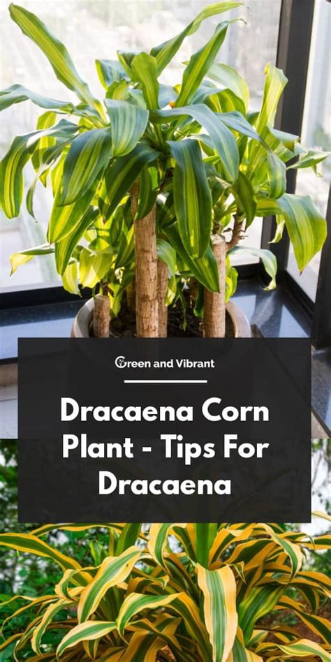 Dracaena Corn Plant Tips For Dracaena Fragrans Growing Care Green