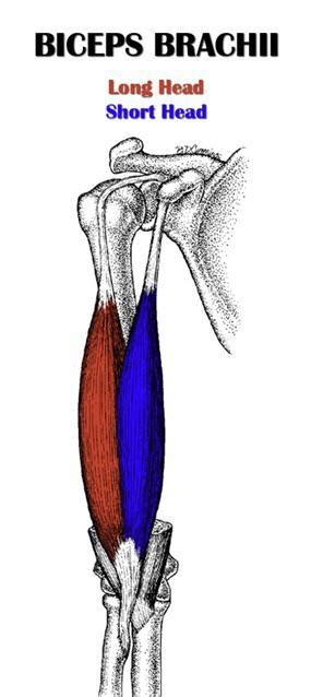 Muscles Biceps Brachii Is The Primary Flexor And Supinator Of The