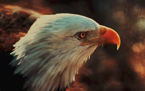 Court Rejects Bid To Declare Sonoran Desert Bald Eagle Endangered