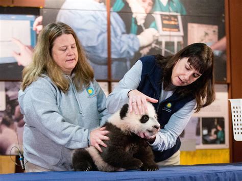 Bei Bei Giant Panda Bei Bei Turns One Pictures Cbs News