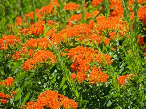 Orange Wildflowers Of Arkansas This Colorful Bold Eye Catc Flickr