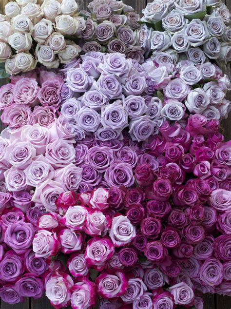 Lavender Rose Varieties