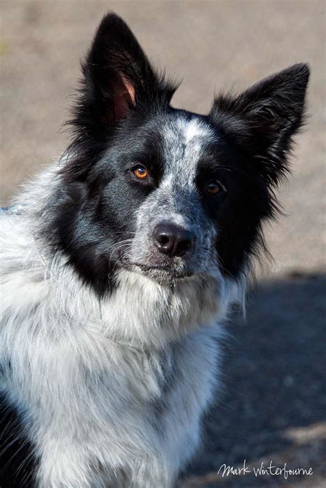 Border Collie The Border Collie Is A Herding Dog Breed