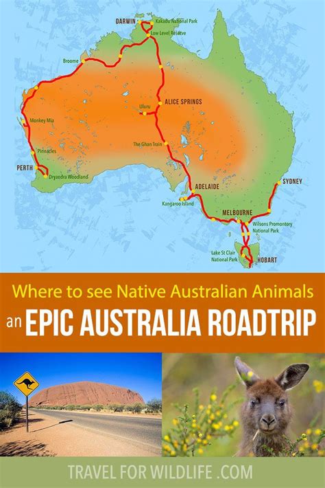 Where To See Native Australian Animals In The Wild Artofit