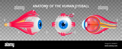 Human Eye Anatomy Transparent Set With Vision Diseases Symbols