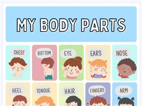Human Body Parts Poster