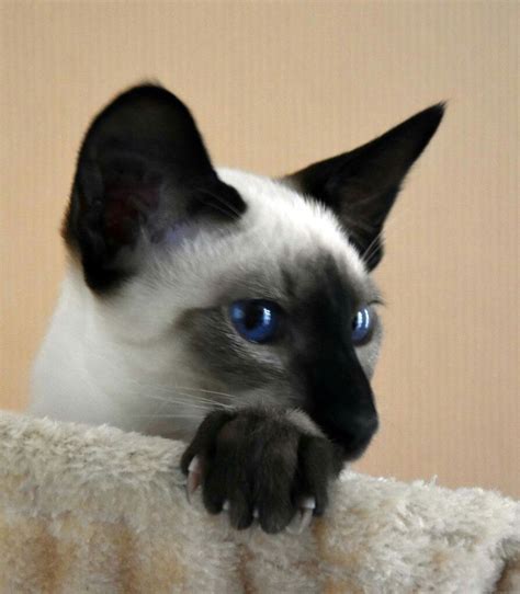 Russian Blue Siamese Savannah Cat