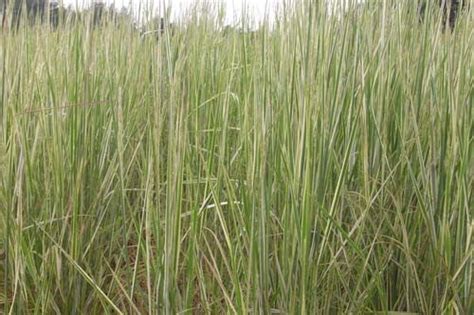 Calamagrostis Acutiflora Overdam Variegated Giant Reed Grass Earthly