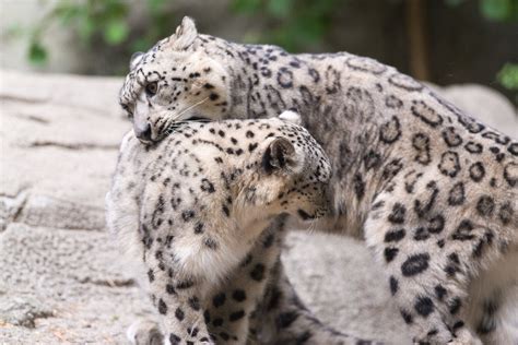 Can You Find The Two Snow Leopards Hiding In The Himalayan Mountains