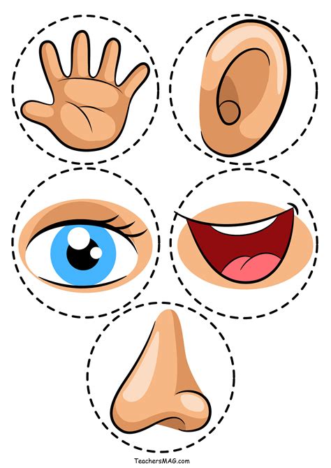 Five Senses Activity For Preschool Students