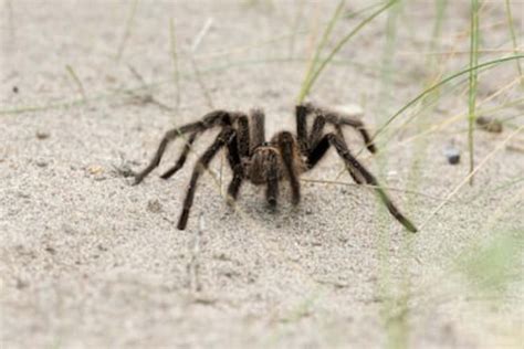 15 Biggest Spiders In The World Parade Pets