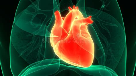 Human Internal Organs Circulatory System Heart Anatomy Stock