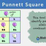 Punnett Square Definition And Examples Biology Online Dictionary