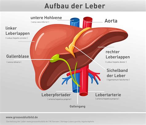 Leber Anatomie Aufbau Und Lage Dr Stephan