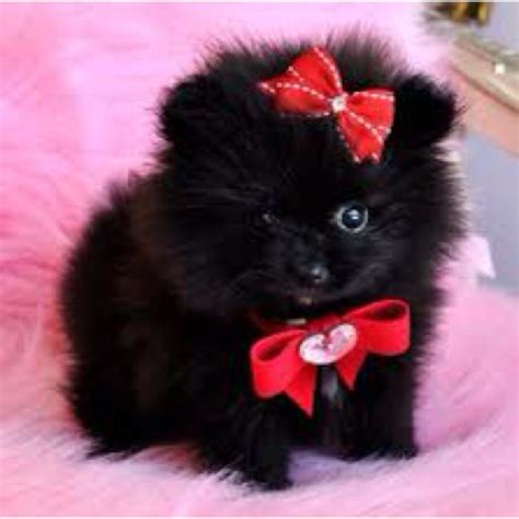 Soooo Fluffy Black Pomeranian Pomeranian Puppy Teacup Puppies