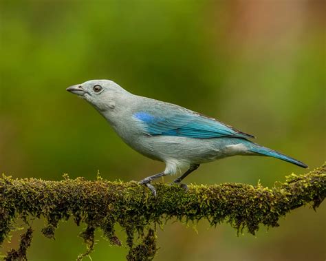 Urban Flocks Part 1 5 Common Birds Of San José The Tico Times