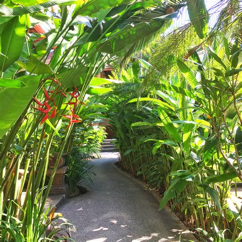Amazing Tropical Shady Pathway Idea Heliconias And Ginger Lillies