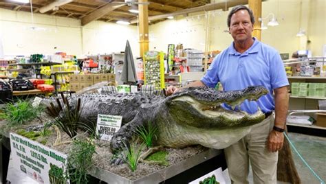 Stokes World Record Alligator On Display At Co Op The Selma Times