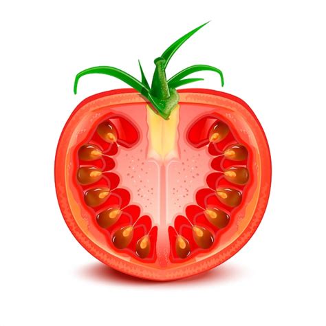 Ilustraci N De Tomate Vector Premium