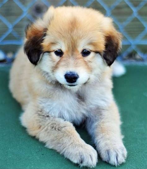 The border collie golden retriever mix has extremely high exercise needs. German Shepard/golden retriever | Golden retriever mix ...