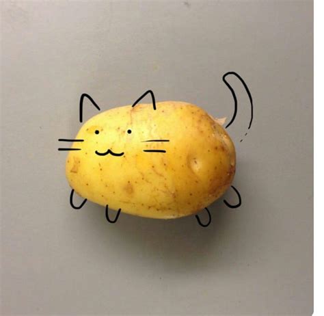 Potato Cat Potato Cat Cats Yummy Potato
