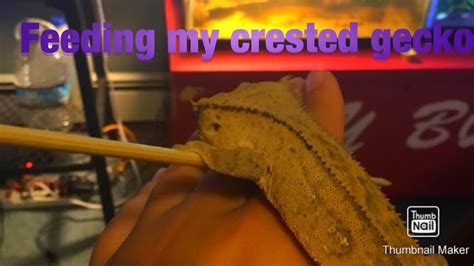 Feeding My Crested Gecko Youtube