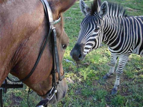 Zebras More Than Just Pajama Ponies Africa Geographic