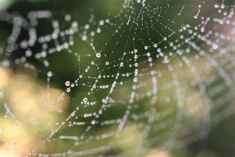 Spider Web With Dew Free Photo Download Freeimages