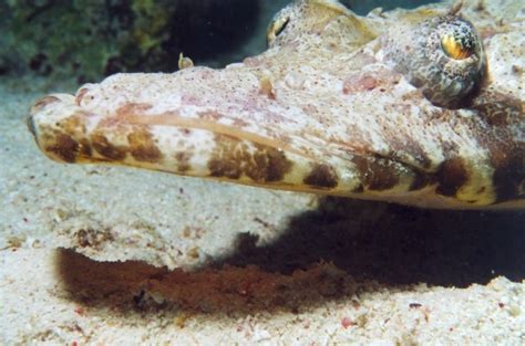Crocodilefish Papilloculiceps Longiceps Scuba Travel