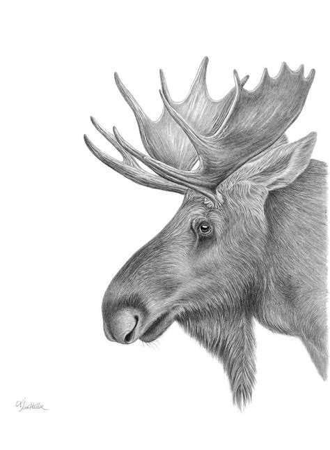 Moose Drawing Bilscreen