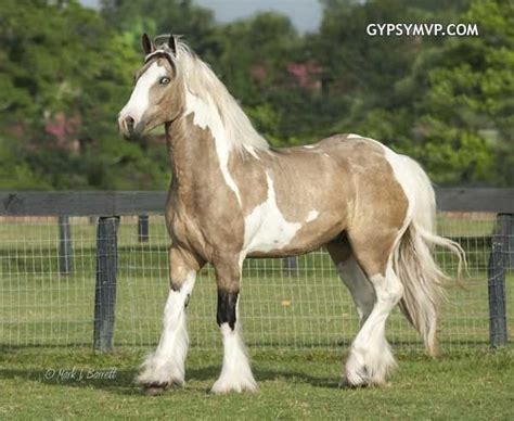 Larger horses are hard to maintain, however, and crossbreeding with lighter breeds reduced the size of the gypsy vanner considerably. Gypsy Vanner Horses for Sale | Gelding | Buckskin White| Tough Love | Gypsy Vanner Geldings ...