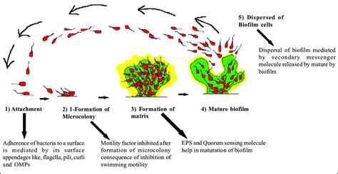 Steps Of Biofilm Formation Download Scientific Diagram
