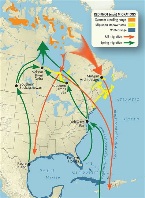 Canada Goose Migration Route Map