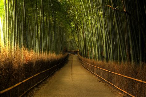 Sagano Bamboo Forest Japan Amazing Places