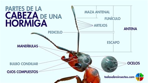 La Anatomía De Las Hormigas Descubre Cómo Estos Pequeños Insectos Hot