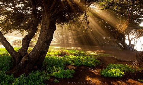 Enchanted Forest By Michael Dalberti On Deviantart