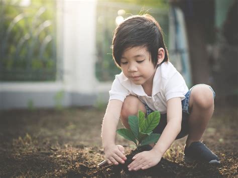 Growing Trees To Save The Planet The Best Ways To Plant More Trees