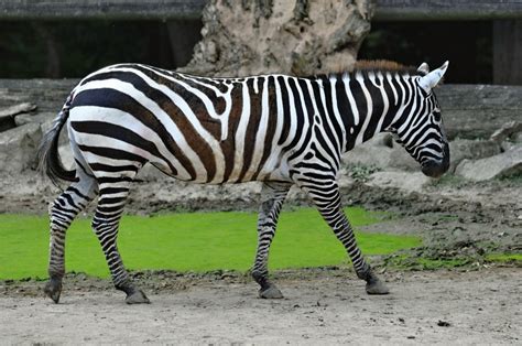 Zoo Zlín Plains Zebra