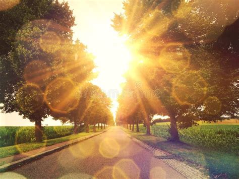 Sunny Street Stock Image Image Of Bicycle Trees Abstract 58396701