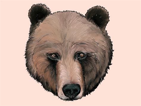 How To Draw A Bear Bear Draw Drawing Bears Outline Brown Basically Nose