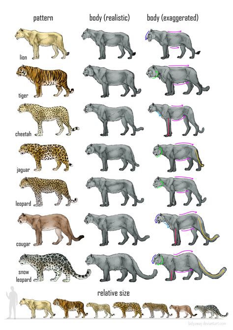 The term technically includes five members of the panthera genus, along with cougars where do big cats live? Big cats comparison: reference sheet by MonikaZagrobelna ...