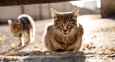 Protecting Your Household From Feral Cat Colonies Nite Guard