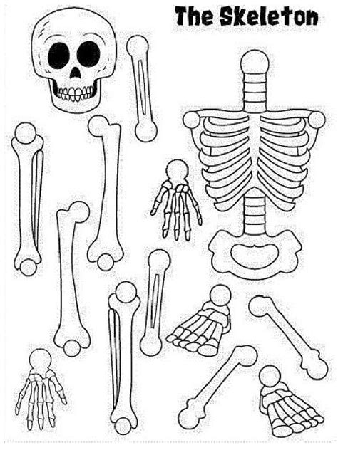 El Esqueleto Humano Tercero De Primaria