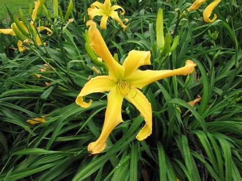 Daylily Hemerocallis Buddys Yellow Bird In The Daylilies Database